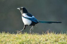 DSC_5199.jpg