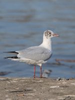 JC3_5856-1.jpg