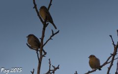 DSC_0423.jpg