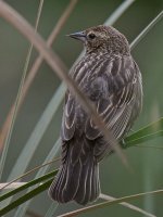 Blackbird7.jpg