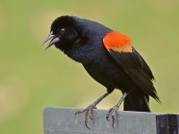 Blackbird3.jpg