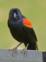 Blackbird4.jpg