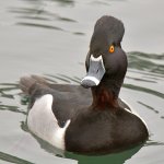 Duck3.jpg
