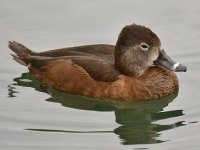 Duck2.jpg