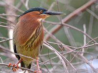 Heron5.jpg