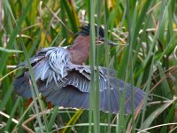 Heron6.jpg