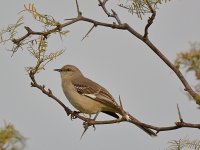 Mockingbird.jpg
