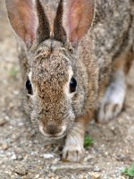 Rabbit.jpg
