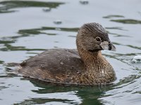 Grebe.jpg
