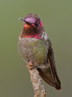 Hummer6.jpg