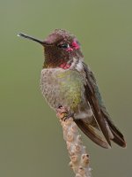 Hummer4.jpg