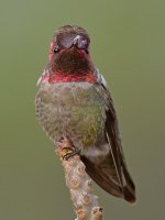 Hummer5.jpg