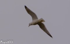 DSC_0481.jpg