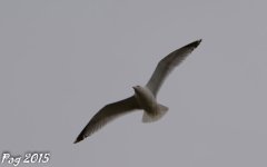DSC_0483.jpg