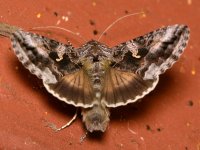 Moth.jpg