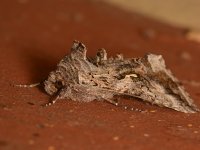 Moth2.jpg