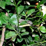 FSC_5617.jpg