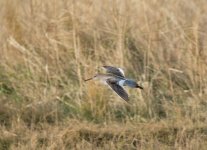 DSC_5511.jpg