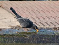 DSC_5529.jpg