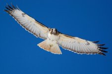 MoreHawks 310.jpg
