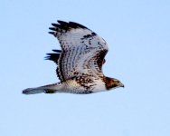 MoreHawks 312.jpg