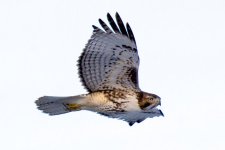 MoreHawks 313.jpg