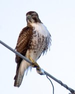 MoreHawks 314.jpg