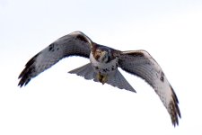 MoreHawks 315.jpg