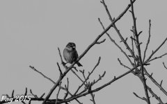 DSC_0410.jpg