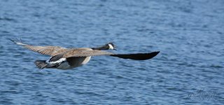 DSC_1953GW.jpg