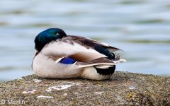 DSC_0062.jpg