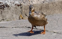 DSC_0185_DxO.jpg