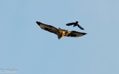 DSC_2767.jpg