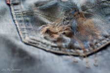 Denim texture 2-.jpg