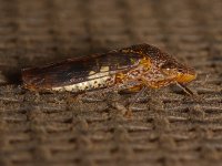 Beetle3.jpg