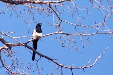 _DSC6518-Edmonton Trip -0022-Magpies-0003.jpg