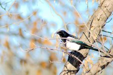 _DSC6637-Edmonton Trip -0074-Magpies-0001.jpg