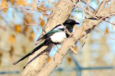 _DSC6633-Edmonton Trip -0073-Magpies-0003.jpg