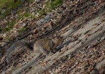 squirrel.jpg
