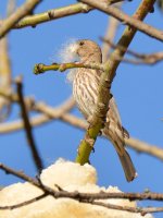 Finch.jpg