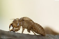 Cicada Skin-.jpg
