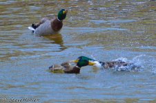 DSC_1240.jpg