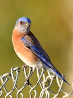 Bluebird.jpg