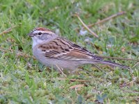 ChippingSparrow2.jpg