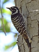 WoodPecker2.jpg