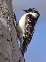 WoodPecker10.jpg