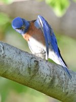 Bluebird3.jpg