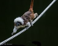 Cotton topped Tamarin.jpg