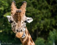 Giraffe-.jpg