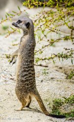 Meerkat 1-.jpg